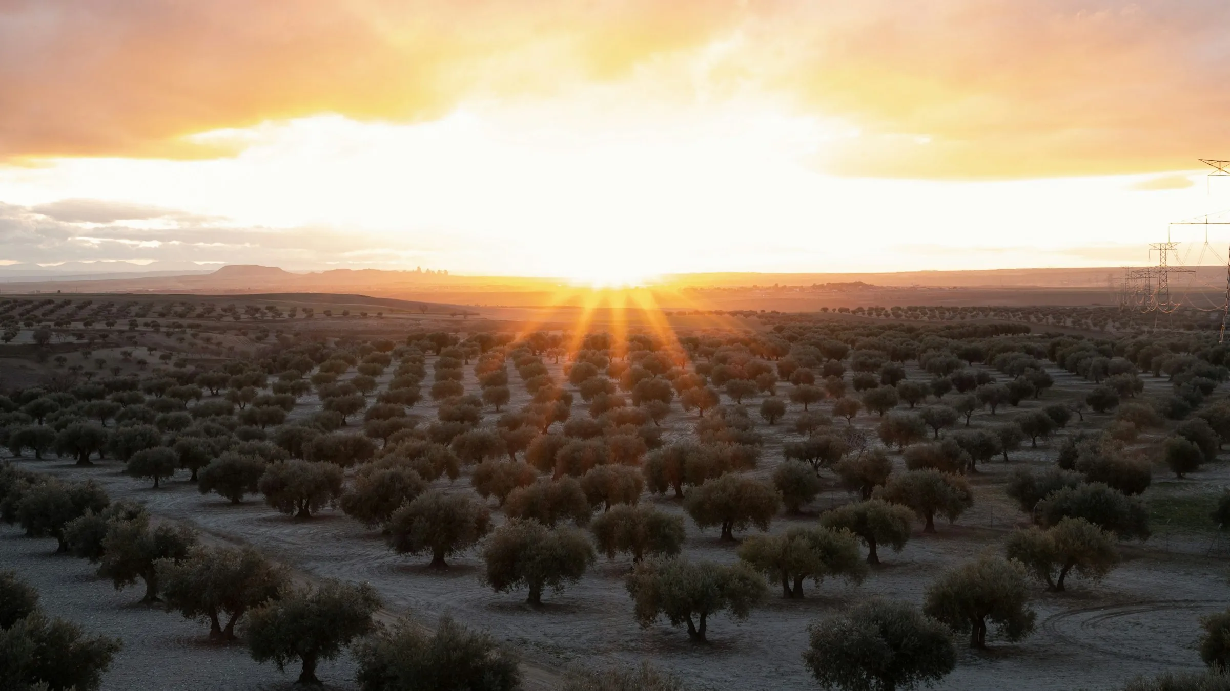 Gün batımında sıra sıra zeytin ağaçları
