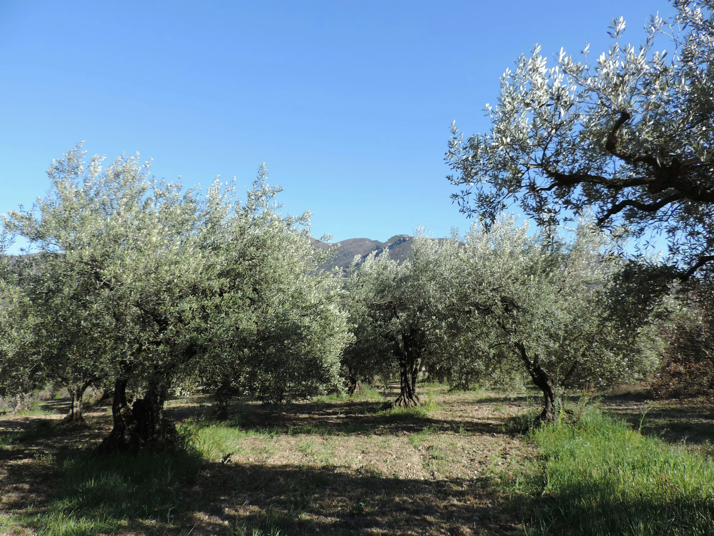 Dağların eteğinde yeşil otlarla kaplı bir zeytin bahçesi
