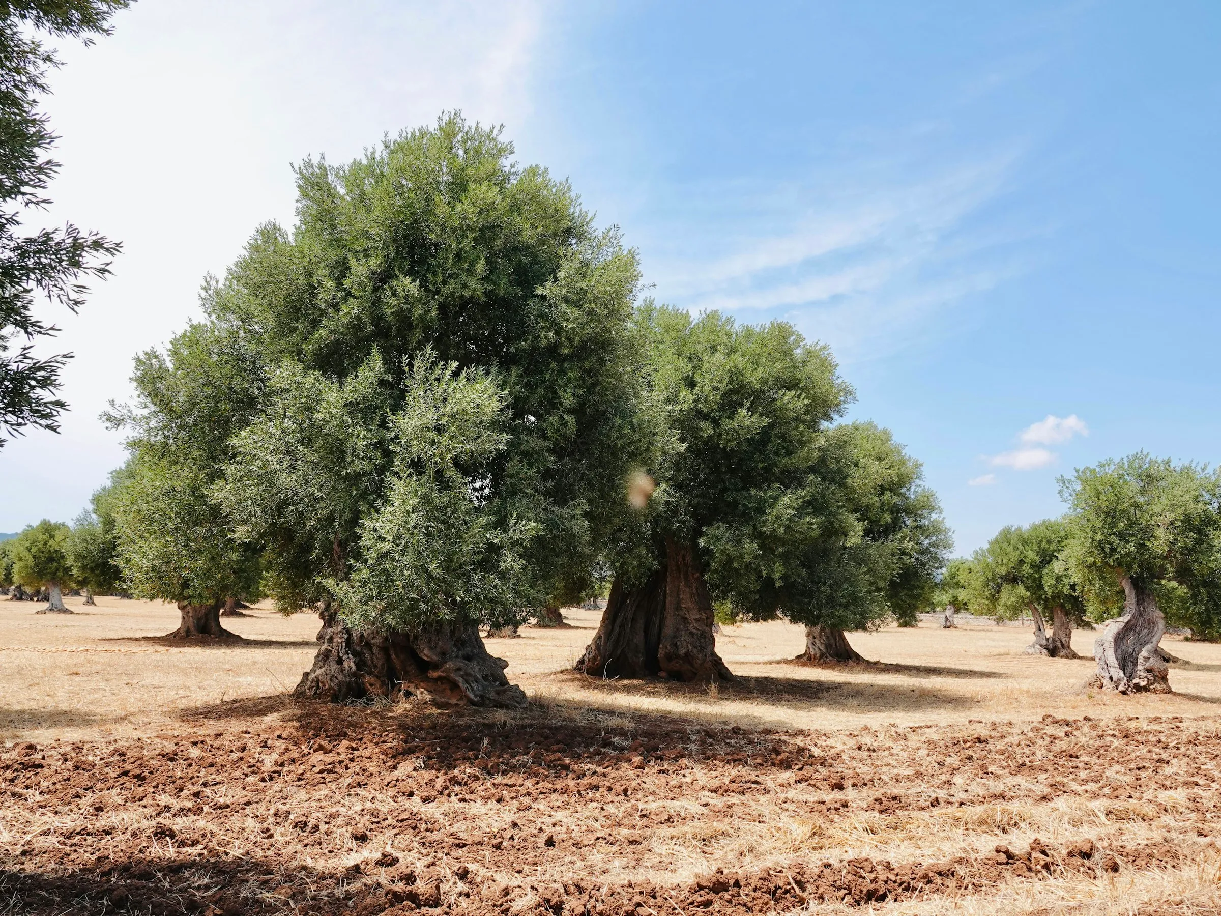 Mavi gökyüzü altında, sürülmüş toprakta asırlık zeytin ağaçları