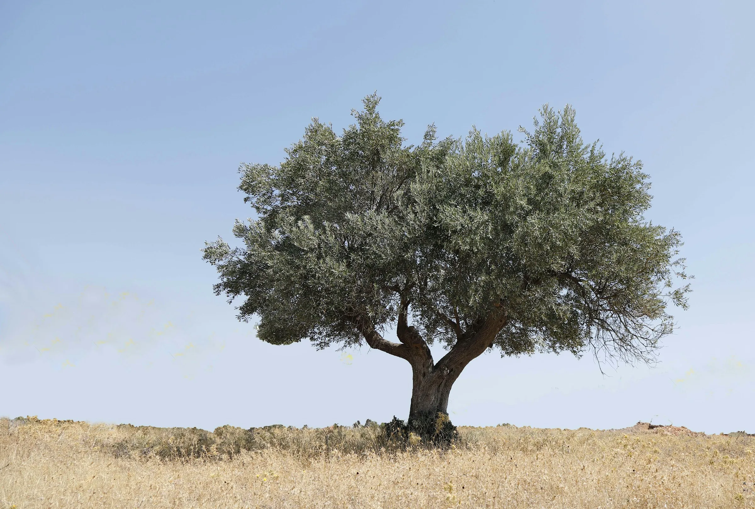 Açık bir arazide tek başına duran, tacı dengeli şekillenmiş zeytin ağacı