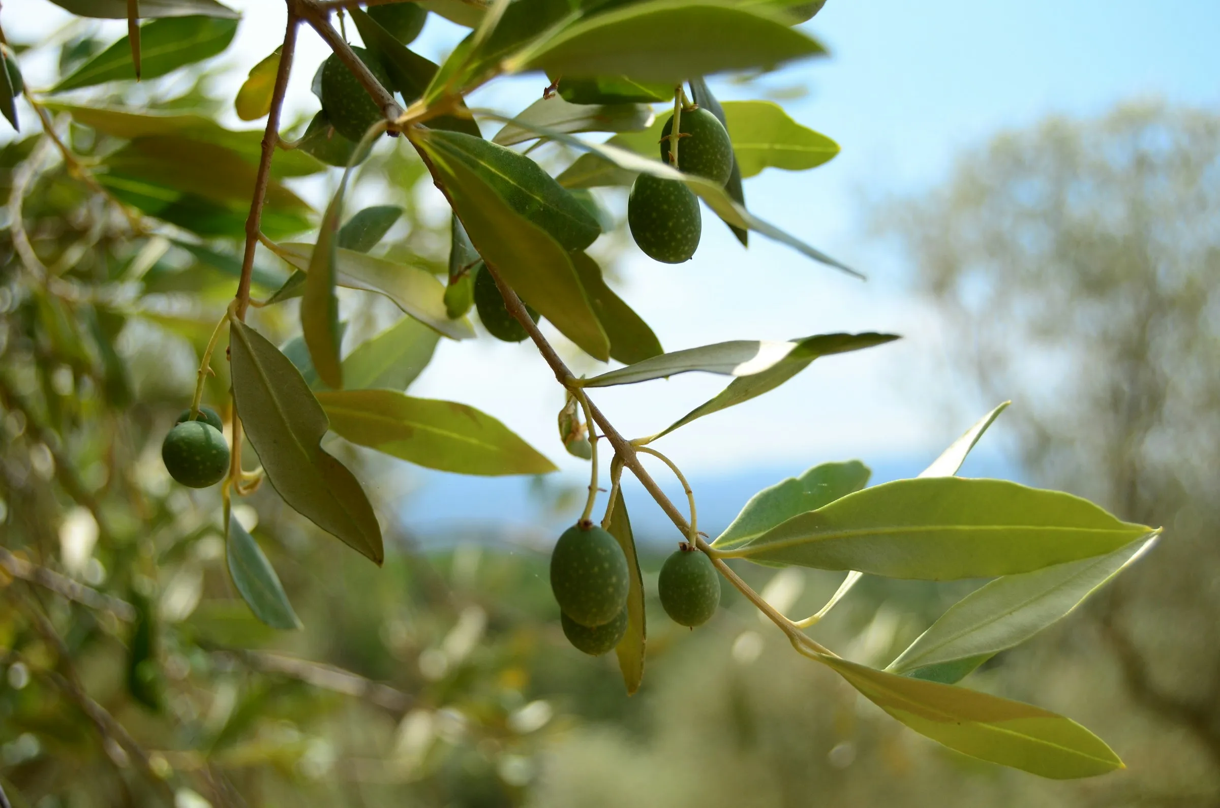 Yeşil yapraklı ve meyveli bir zeytin dalı