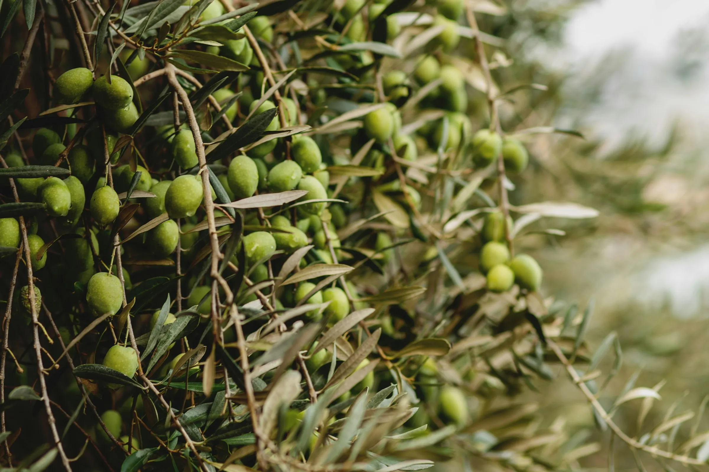 Yakından görülen, meyve bağlamış sık yapraklı zeytin dalları